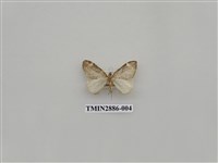 藏品(尺蛾615)的圖片